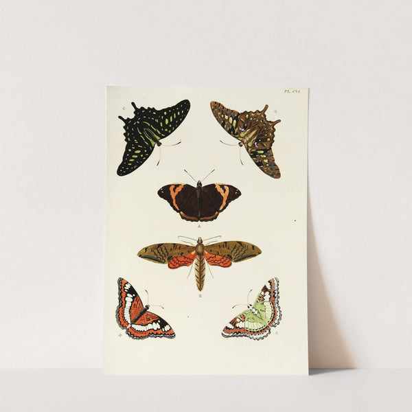 Foreign butterflies occurring in the three continents Asia, Africa and America Pl.353 (1779-1782) by Pieter Cramer