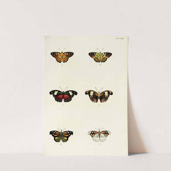 Foreign butterflies occurring in the three continents Asia, Africa and America Pl.355 (1779-1782) by Pieter Cramer