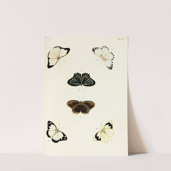 Foreign butterflies occurring in the three continents Asia, Africa and America Pl.357 (1779-1782) by Pieter Cramer