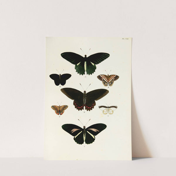 Foreign butterflies occurring in the three continents Asia, Africa and America Pl.359 (1779-1782) by Pieter Cramer