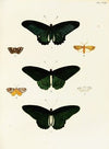 Foreign butterflies occurring in the three continents Asia, Africa and America Pl.360