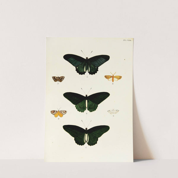 Foreign butterflies occurring in the three continents Asia, Africa and America Pl.360 (1779-1782) by Pieter Cramer