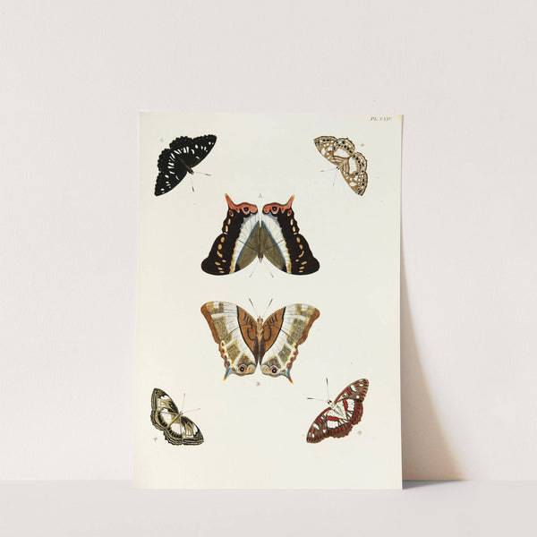 Foreign butterflies occurring in the three continents Asia, Africa and America Pl.361 (1779-1782) by Pieter Cramer