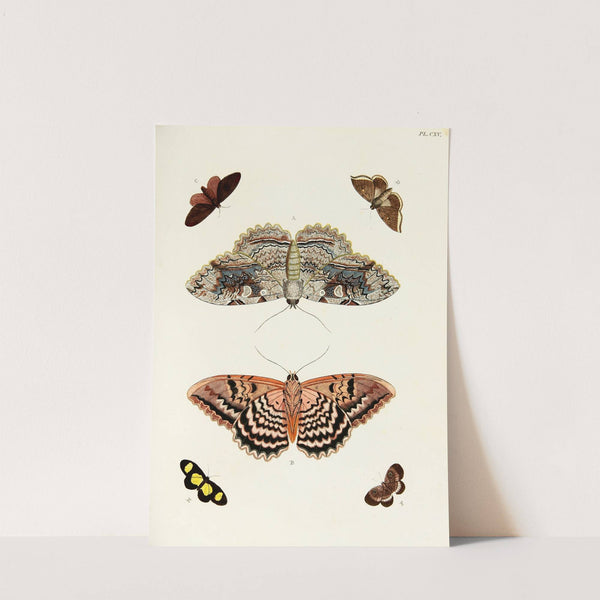 Foreign butterflies occurring in the three continents Asia, Africa and America Pl.362 (1779-1782) by Pieter Cramer