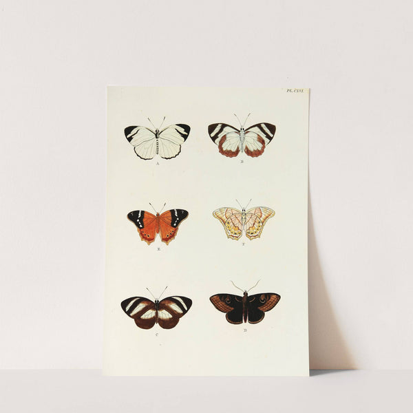 Foreign butterflies occurring in the three continents Asia, Africa and America Pl.363 (1779-1782) by Pieter Cramer