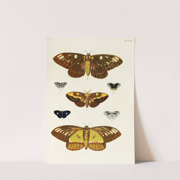 Foreign butterflies occurring in the three continents Asia, Africa and America Pl.364 (1779-1782) by Pieter Cramer