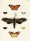 Foreign butterflies occurring in the three continents Asia, Africa and America Pl.365