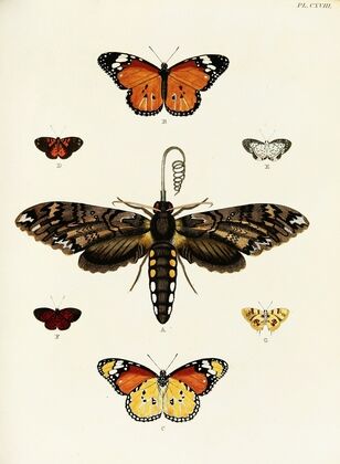 Foreign butterflies occurring in the three continents Asia, Africa and America Pl.365