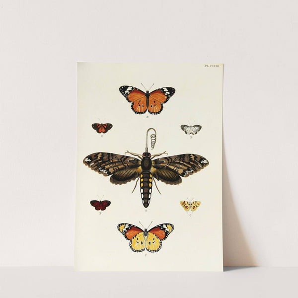 Foreign butterflies occurring in the three continents Asia, Africa and America Pl.365 (1779-1782) by Pieter Cramer