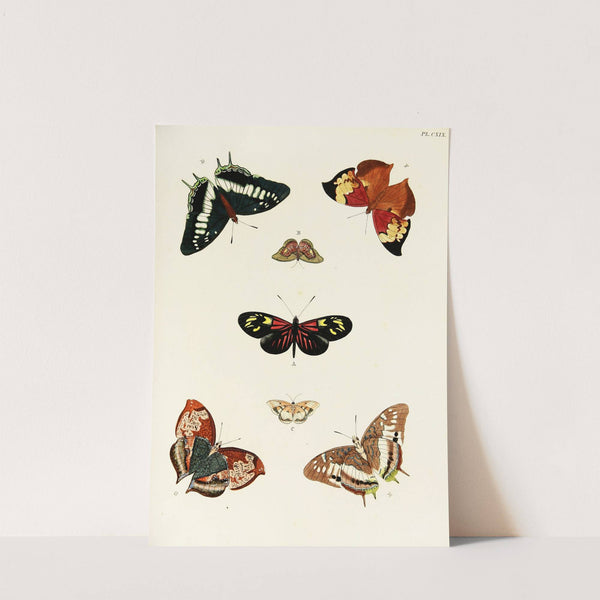 Foreign butterflies occurring in the three continents Asia, Africa and America Pl.366 (1779-1782) by Pieter Cramer