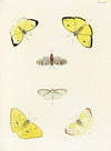 Foreign butterflies occurring in the three continents Asia, Africa and America Pl.367