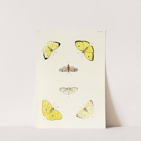 Foreign butterflies occurring in the three continents Asia, Africa and America Pl.367 (1779-1782) by Pieter Cramer