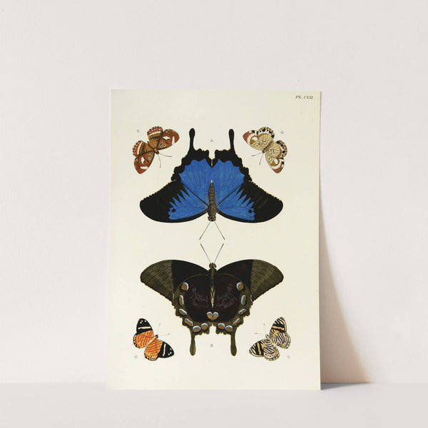 Foreign butterflies occurring in the three continents Asia, Africa and America Pl.368 (1779-1782) by Pieter Cramer