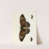 Foreign butterflies occurring in the three continents Asia, Africa and America Pl.370 (1779-1782) by Pieter Cramer