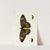 Foreign butterflies occurring in the three continents Asia, Africa and America Pl.370 (1779-1782) by Pieter Cramer