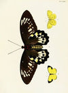 Foreign butterflies occurring in the three continents Asia, Africa and America Pl.371