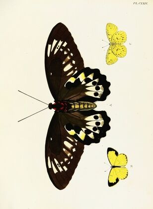 Foreign butterflies occurring in the three continents Asia, Africa and America Pl.371