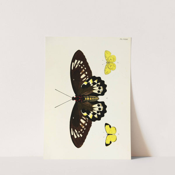 Foreign butterflies occurring in the three continents Asia, Africa and America Pl.371 (1779-1782) by Pieter Cramer