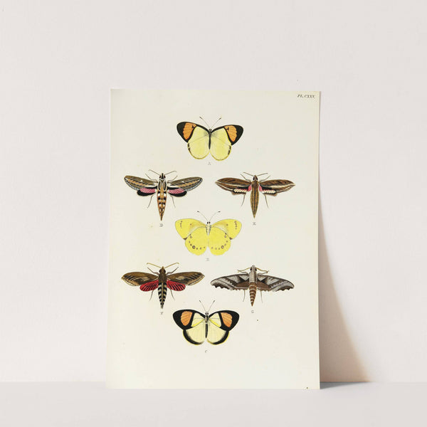 Foreign butterflies occurring in the three continents Asia, Africa and America Pl.372 (1779-1782) by Pieter Cramer