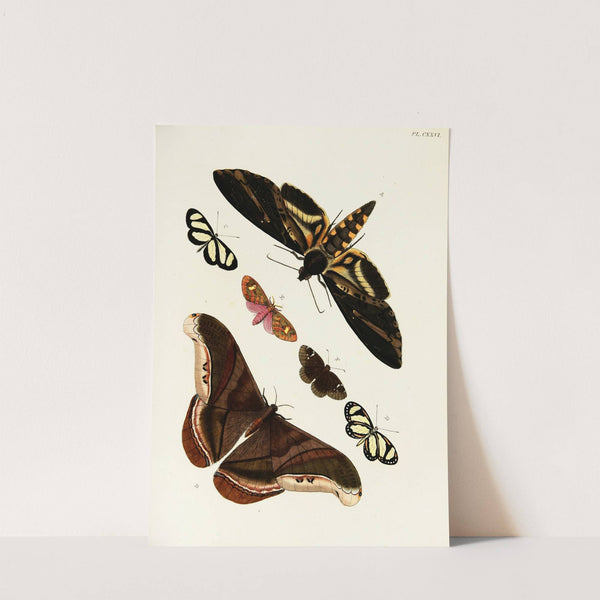 Foreign butterflies occurring in the three continents Asia, Africa and America Pl.373 (1779-1782) by Pieter Cramer