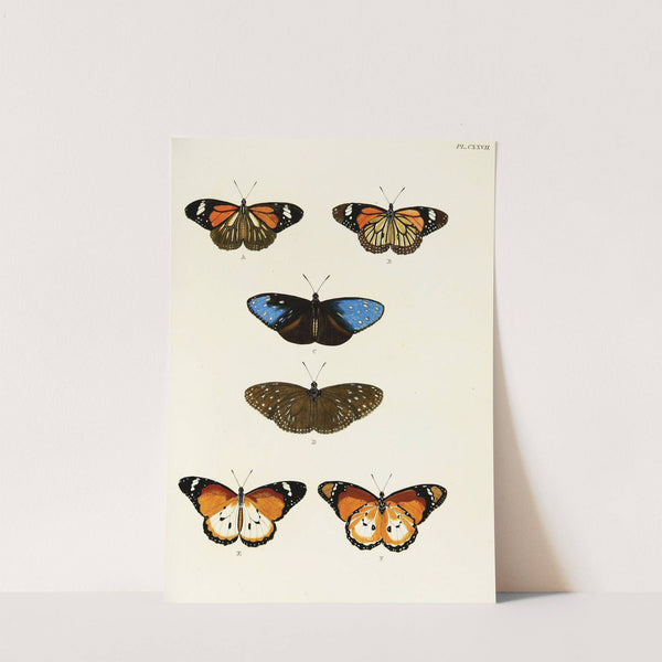 Foreign butterflies occurring in the three continents Asia, Africa and America Pl.374 (1779-1782) by Pieter Cramer