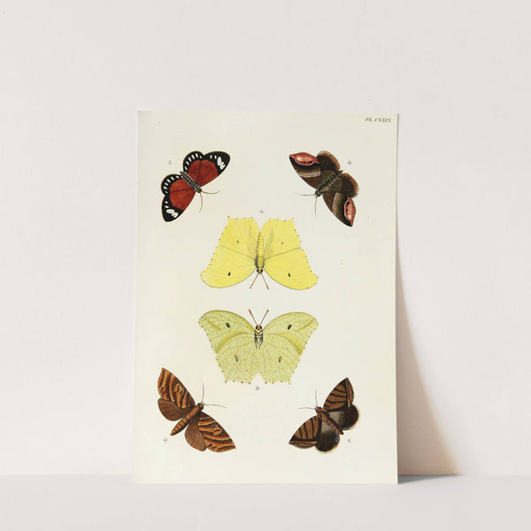 Foreign butterflies occurring in the three continents Asia, Africa and America Pl.376 (1779-1782) by Pieter Cramer