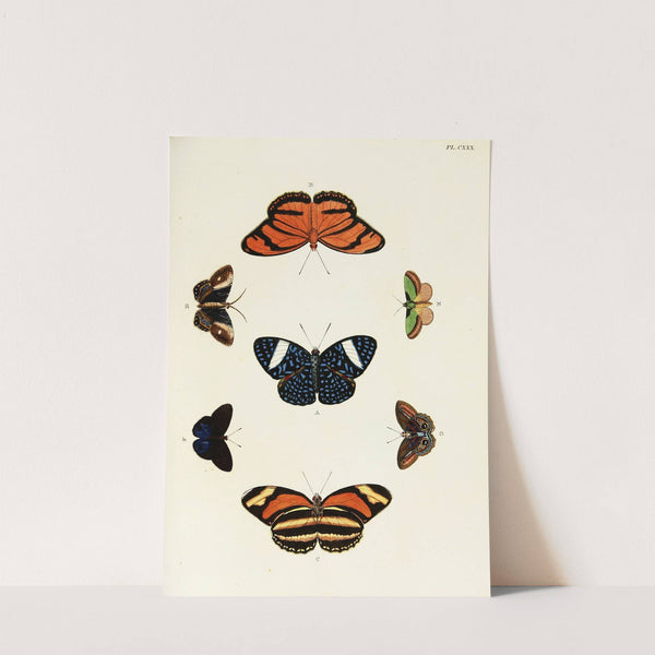 Foreign butterflies occurring in the three continents Asia, Africa and America Pl.377 (1779-1782) by Pieter Cramer