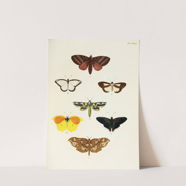 Foreign butterflies occurring in the three continents Asia, Africa and America Pl.378 (1779-1782) by Pieter Cramer