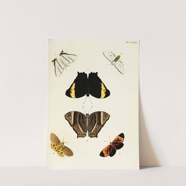 Foreign butterflies occurring in the three continents Asia, Africa and America Pl.380 (1779-1782) by Pieter Cramer