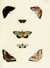 Foreign butterflies occurring in the three continents Asia, Africa and America Pl.381