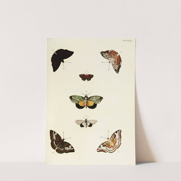 Foreign butterflies occurring in the three continents Asia, Africa and America Pl.381 (1779-1782) by Pieter Cramer