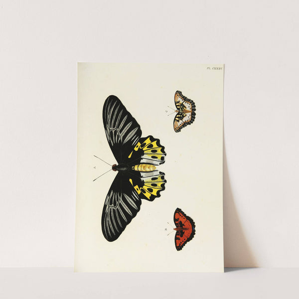 Foreign butterflies occurring in the three continents Asia, Africa and America Pl.382 (1779-1782) by Pieter Cramer