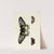 Foreign butterflies occurring in the three continents Asia, Africa and America Pl.383 (1779-1782) by Pieter Cramer