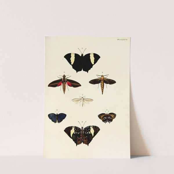 Foreign butterflies occurring in the three continents Asia, Africa and America Pl.384 (1779-1782) by Pieter Cramer