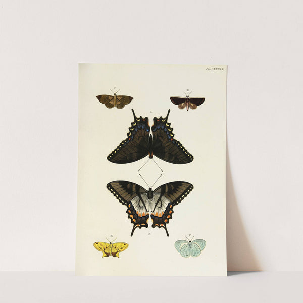 Foreign butterflies occurring in the three continents Asia, Africa and America Pl.386 (1779-1782) by Pieter Cramer