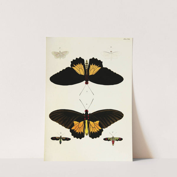 Foreign butterflies occurring in the three continents Asia, Africa and America Pl.387 (1779-1782) by Pieter Cramer