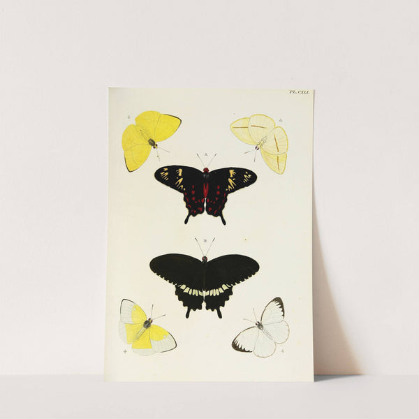 Foreign butterflies occurring in the three continents Asia, Africa and America Pl.388 (1779-1782) by Pieter Cramer