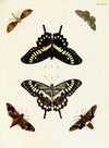 Foreign butterflies occurring in the three continents Asia, Africa and America Pl.389