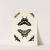 Foreign butterflies occurring in the three continents Asia, Africa and America Pl.389 (1779-1782) by Pieter Cramer
