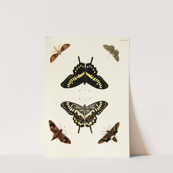 Foreign butterflies occurring in the three continents Asia, Africa and America Pl.389 (1779-1782) by Pieter Cramer