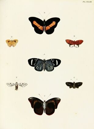 Foreign butterflies occurring in the three continents Asia, Africa and America Pl.390