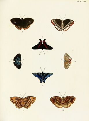 Foreign butterflies occurring in the three continents Asia, Africa and America Pl.391