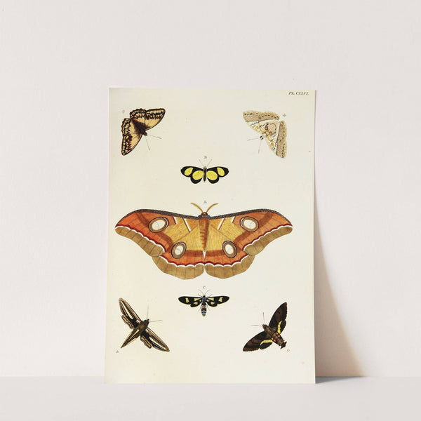 Foreign butterflies occurring in the three continents Asia, Africa and America Pl.393 (1779-1782) by Pieter Cramer