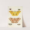 Foreign butterflies occurring in the three continents Asia, Africa and America Pl.394 (1779-1782) by Pieter Cramer