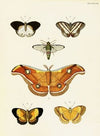 Foreign butterflies occurring in the three continents Asia, Africa and America Pl.395