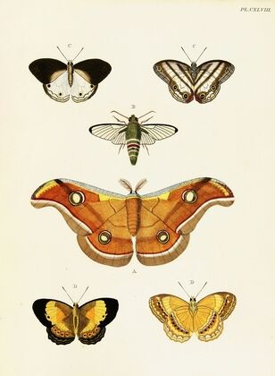 Foreign butterflies occurring in the three continents Asia, Africa and America Pl.395