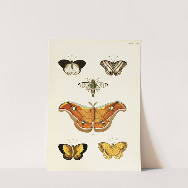Foreign butterflies occurring in the three continents Asia, Africa and America Pl.395 (1779-1782) by Pieter Cramer