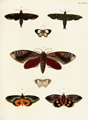 Foreign butterflies occurring in the three continents Asia, Africa and America Pl.396