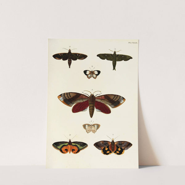 Foreign butterflies occurring in the three continents Asia, Africa and America Pl.396 (1779-1782) by Pieter Cramer