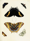 Foreign butterflies occurring in the three continents Asia, Africa and America Pl.397